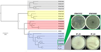 Comparative Genomics Reveals a Single Nucleotide Deletion in pksP That Results in White-Spore Phenotype in Natural Variants of Aspergillus fumigatus